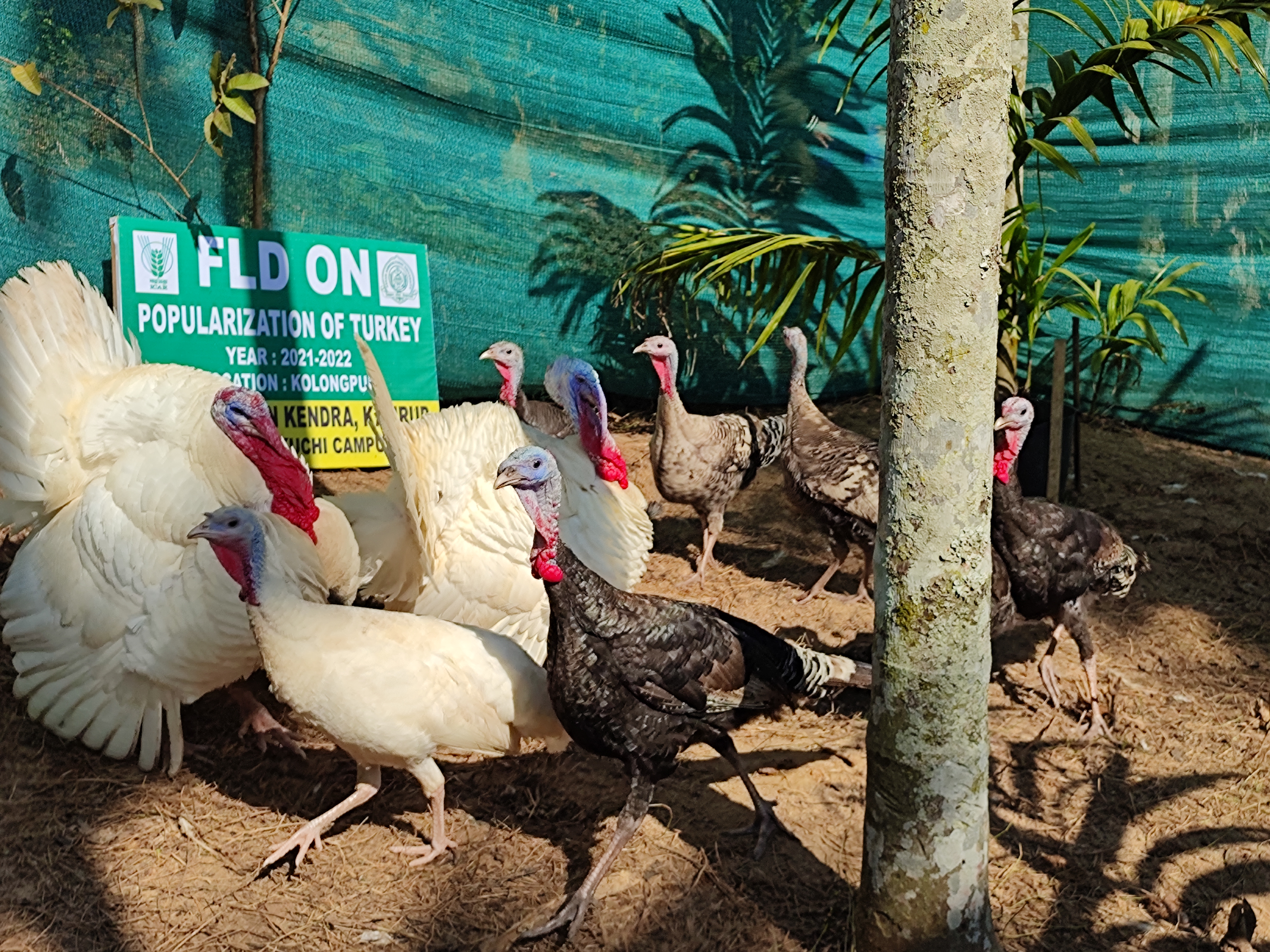 FLD on Popularization of Turkey